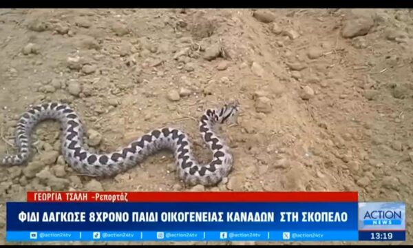 Σκόπελος: Φίδι δάγκωσε 8χρονο παιδί οικογένειας Καναδών