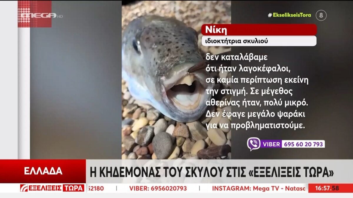 Σοκ στην Κρήτη: Νεκρό σκυλί που δάγκωσε λαγοκέφαλο 1 Σοκ στην Κρήτη: Νεκρό σκυλί που δάγκωσε λαγοκέφαλο