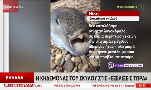 Σοκ στην Κρήτη: Νεκρό σκυλί που δάγκωσε λαγοκέφαλο