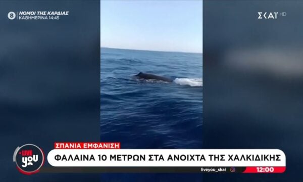 Σπάνια εμφάνιση: Φάλαινα 10 μέτρων στα ανοιχτά της Χαλκιδικής