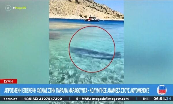Σύμη | Απρόσμενη επίσκεψη φώκιας στην παραλία Μαραθούντα