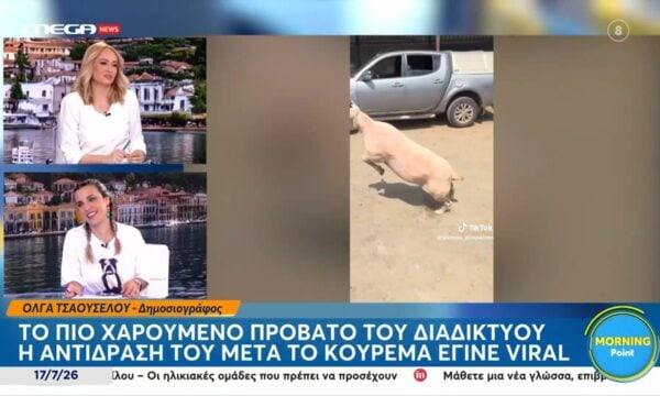 Tο πιο χαρούμενο προβατάκι | Χαίρεται όταν το κουρεύουν και γίνεται viral