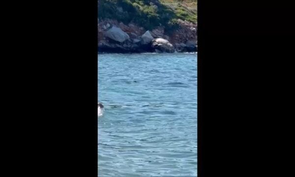 Βαρνάβας: Φώκια απολαμβάνει τις βουτιές της δίπλα από λουόμενους