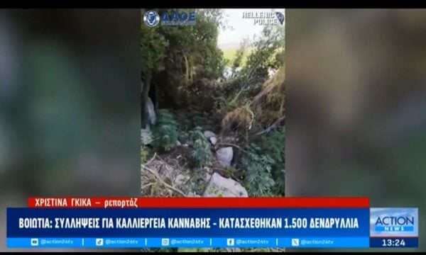 Βοιωτία: Συλλήψεις για καλλιέργεια κάνναβης – Κατασχέθηκαν 1.500 δενδρύλλια