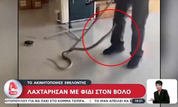 Βόλος: Σοκ με φίδι το οποίο εμφανίστηκε μέσα σε κατάστημα