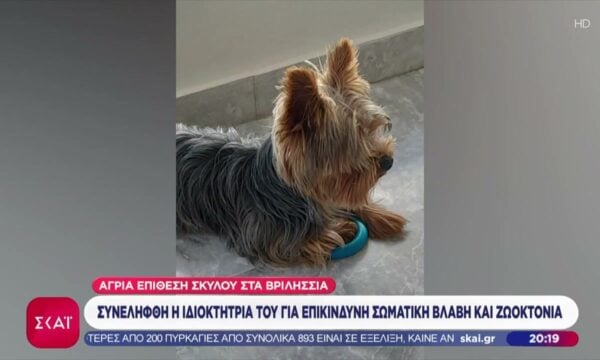 Βριλήσσια: Σκύλος επιτέθηκε σε 66χρονο και σκότωσε τον σκύλο του – Συνελήφθη η ιδιοκτήτριά του