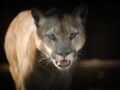 Αιλουροειδές ξάπλωσε φαρδύ-πλατύ σε αυτοκινητόδρομο και η διάσωσή του έγινε viral (Vid)