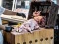 Συναγερμός από τα κρούσματα σαλμονέλας – Πιθανό η πηγή μόλυνσης να βρίσκεται εκτός Λαμίας, «αποφύγετε για 2-3 ημέρες το κοτόπουλο»