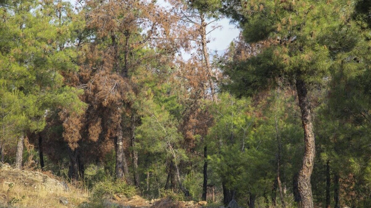 Απαγόρευση κυκλοφορίας στο Σέιχ Σου την Τετάρτη λόγω υψηλού κινδύνου πυρκαγιάς 1 Απαγόρευση κυκλοφορίας στο Σέιχ Σου την Τετάρτη λόγω υψηλού κινδύνου πυρκαγιάς