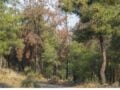 Απαγόρευση κυκλοφορίας στο Σέιχ Σου την Τετάρτη λόγω υψηλού κινδύνου πυρκαγιάς