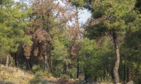 Απαγόρευση κυκλοφορίας στο Σέιχ Σου την Τετάρτη λόγω υψηλού κινδύνου πυρκαγιάς