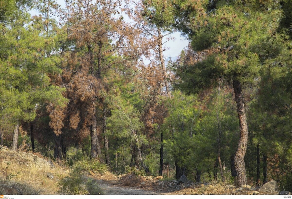 Απαγόρευση κυκλοφορίας στο Σέιχ Σου την Τετάρτη λόγω υψηλού κινδύνου πυρκαγιάς