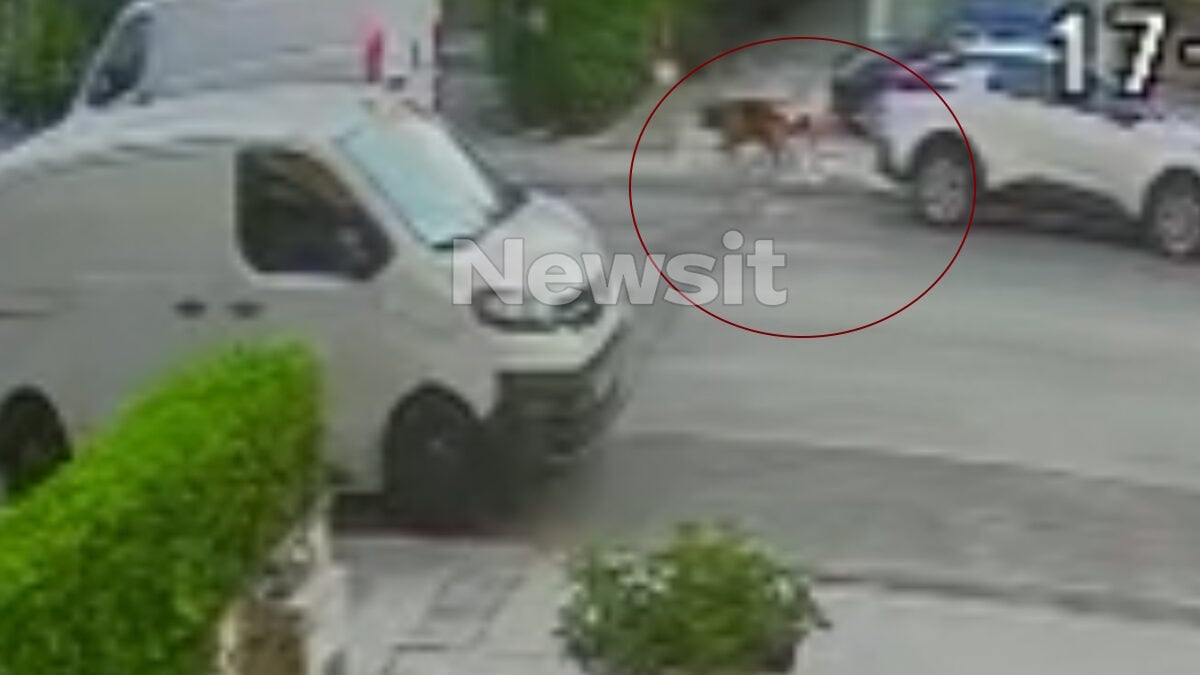 Βριλήσσια: Βίντεο ντοκουμέντα από το σημείο της επίθεσης του σκυλιού στον άνδρα – «Τα ρούχα του είχαν σκιστεί και είχε δαγκωματιές» 1 Βριλήσσια: Βίντεο ντοκουμέντα από το σημείο της επίθεσης του σκυλιού στον άνδρα – «Τα ρούχα του είχαν σκιστεί και είχε δαγκωματιές»