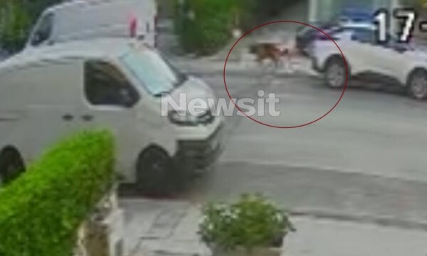 Βριλήσσια: Βίντεο ντοκουμέντα από το σημείο της επίθεσης του σκυλιού στον άνδρα – «Τα ρούχα του είχαν σκιστεί και είχε δαγκωματιές»