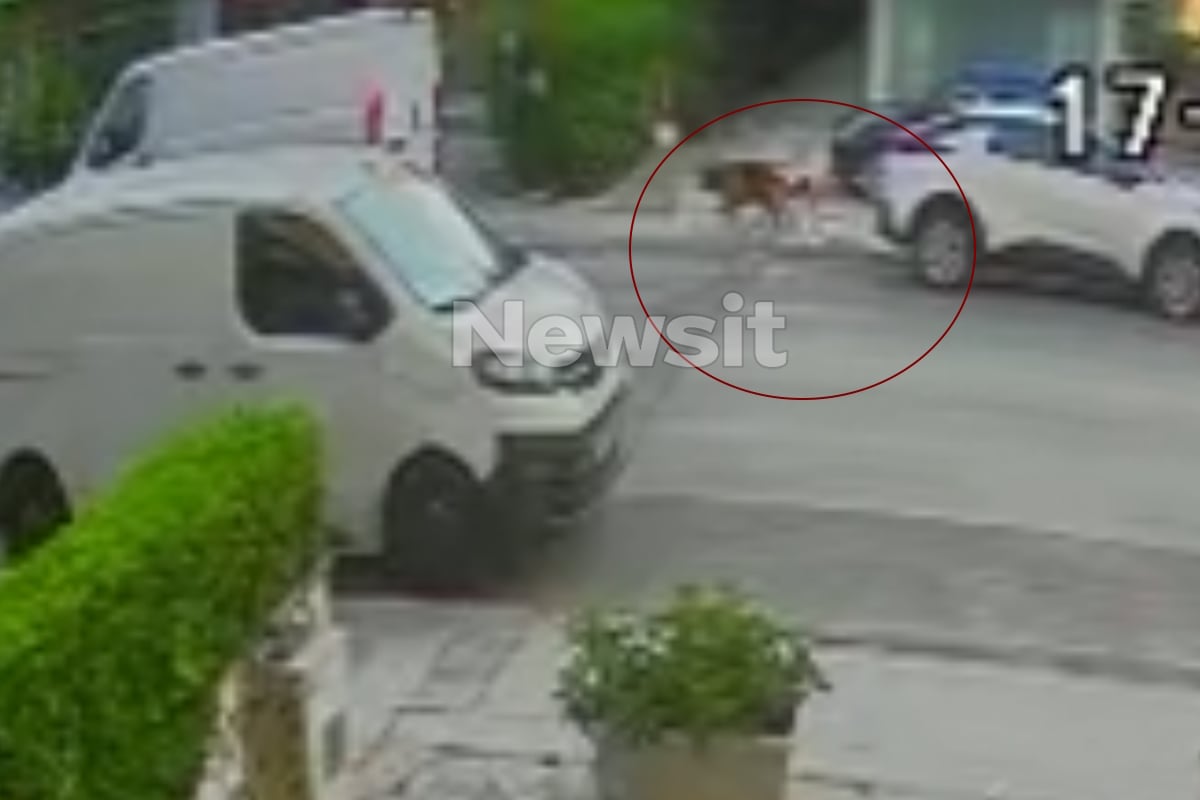 Βριλήσσια: Βίντεο ντοκουμέντα από το σημείο της επίθεσης του σκυλιού στον άνδρα – «Τα ρούχα του είχαν σκιστεί και είχε δαγκωματιές»