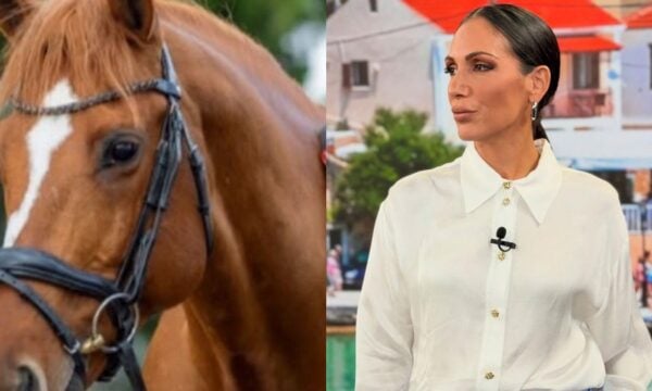 Ανθή Βούλγαρη: «Το άλογό μου έφυγε αβοήθητο κάτω από μια ελιά…» – Δημόσια έκκληση (Βίντεο)