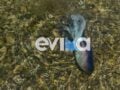 Εύβοια: Σπάνιο γιγάντιο χταπόδι έκλεψε τις εντυπώσεις σε παραλία, δείτε βίντεο
