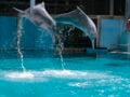 Τα ροζ δελφίνια της Ταϊλάνδης κατέγραψε Ιταλίδα τουρίστρια – ΒΙΝΤΕΟ