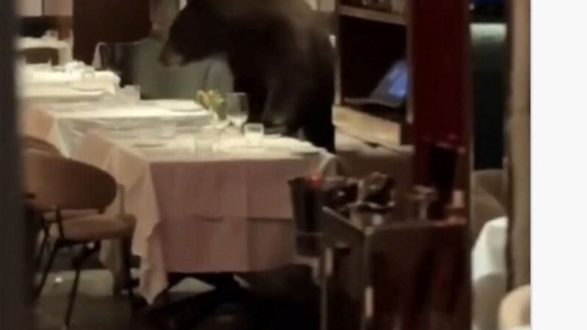 Βίντεο: Αρκούδα μπήκε σε ιταλικό εστιατόριο στο Άσπεν και κάθισε σε τραπέζι 1 Βίντεο: Αρκούδα μπήκε σε ιταλικό εστιατόριο στο Άσπεν και κάθισε σε τραπέζι