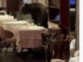 Βίντεο: Αρκούδα μπήκε σε ιταλικό εστιατόριο στο Άσπεν… και κάθισε σε τραπέζι