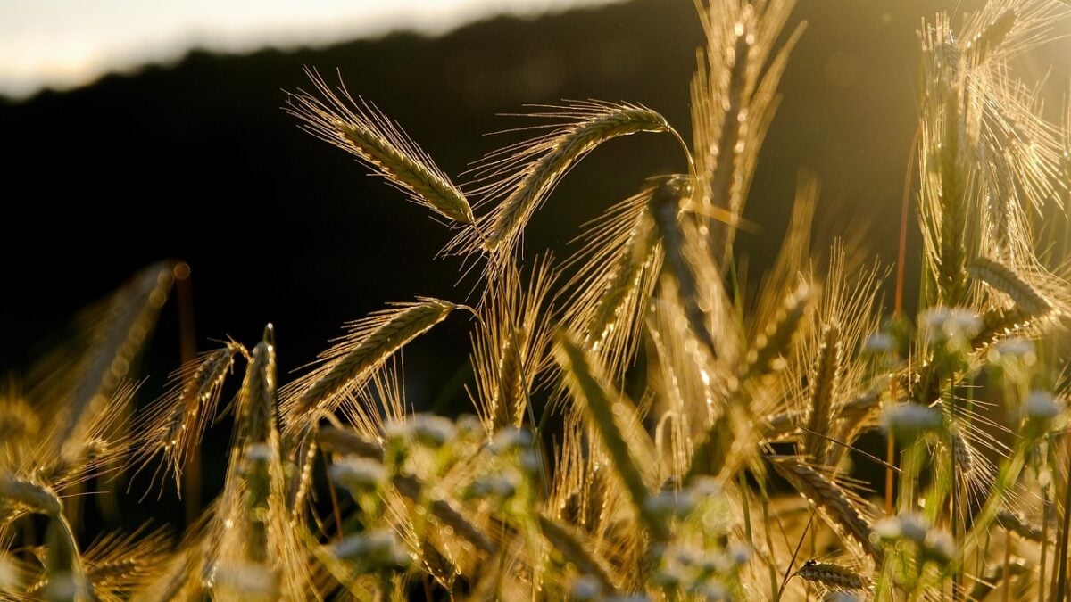 Επιδρομή εκατομμυρίων ακρίδων σε ρωσική επαρχία προκαλεί ανησυχία 1 Επιδρομή εκατομμυρίων ακρίδων σε ρωσική επαρχία προκαλεί ανησυχία