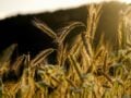 Επιδρομή εκατομμυρίων ακρίδων σε ρωσική επαρχία προκαλεί ανησυχία – Vid