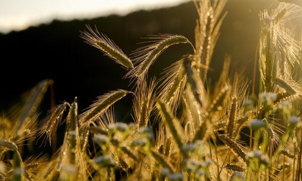 Επιδρομή εκατομμυρίων ακρίδων σε ρωσική επαρχία προκαλεί ανησυχία