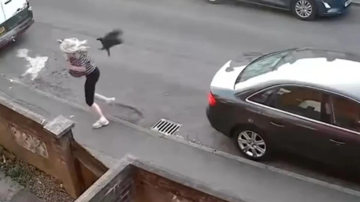 Κοράκι επιτέθηκε σε γυναίκα πριν μπει στο αυτοκίνητό της – Σκόνταψε και χτύπησε το κεφάλι της 3 Κοράκι επιτέθηκε σε γυναίκα πριν μπει στο αυτοκίνητό της – Σκόνταψε και χτύπησε το κεφάλι της