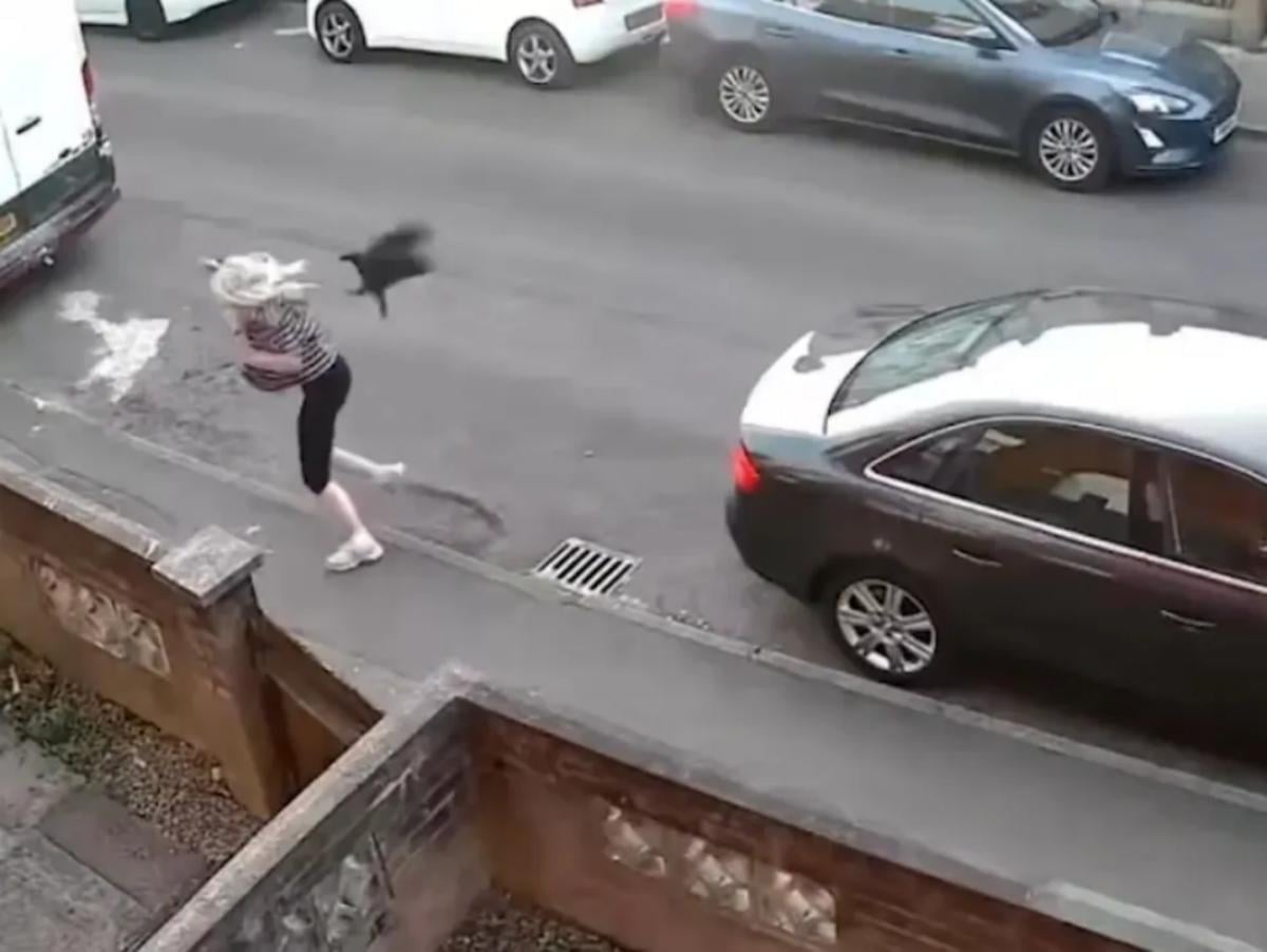 Κοράκι επιτέθηκε σε γυναίκα πριν μπει στο αυτοκίνητό της – Σκόνταψε και χτύπησε το κεφάλι της