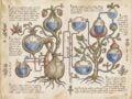 Το Χειρόγραφο Βόινιτς (Voynich): Το μεσαιωνικό βιβλίο 600 ετών που «γέννησε» θεωρίες για αρχαία γενετική