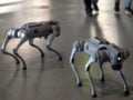 Ρομποτικοί σκύλοι στη Σελήνη: Η Κίνα σχεδιάζει τους νέους φρουρούς της μελλοντικής βάσης (Vid)