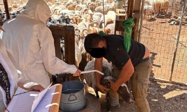 ΑΑΔΕ: Πρώτος μαζικός έλεγχος στην Κρήτη για αγροτικές επιδοτήσεις – Προσήλθαν μόνο 75 από τους 195 κτηνοτρόφους