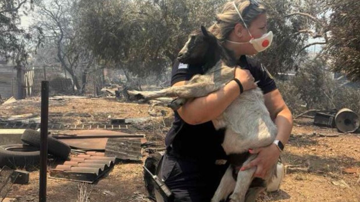Συγκίνηση στη Βοιωτία: Αστυνομικός έσωσε κατσικάκι από τις φλόγες 1 Συγκίνηση στη Βοιωτία: Αστυνομικός έσωσε κατσικάκι από τις φλόγες