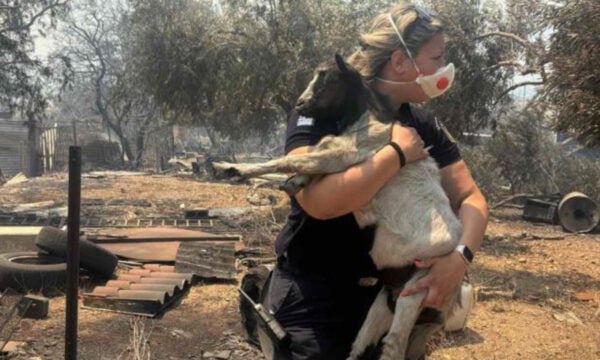 Συγκίνηση στη Βοιωτία: Αστυνομικός έσωσε κατσικάκι από τις φλόγες