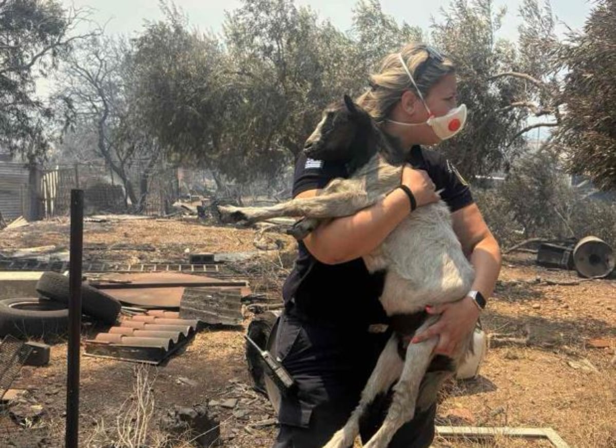 Συγκίνηση στη Βοιωτία: Αστυνομικός έσωσε κατσικάκι από τις φλόγες
