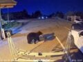 Κολοράντο: Αρκούδα εισέβαλε σε πυροσβεστικό σταθμό και έκλεψε τον εξοπλισμό — ΒΙΝΤΕΟ
