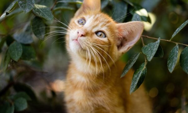 37ψυχη γάτα έμεινε κάτω από τα ερείπια 37 μέρες και βγήκε ζωντανή (Vid)