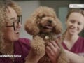 Σπουδές Κτηνιατρικής με το μοντέλο One Health στο Ευρωπαϊκό Πανεπιστήμιο Κύπρου