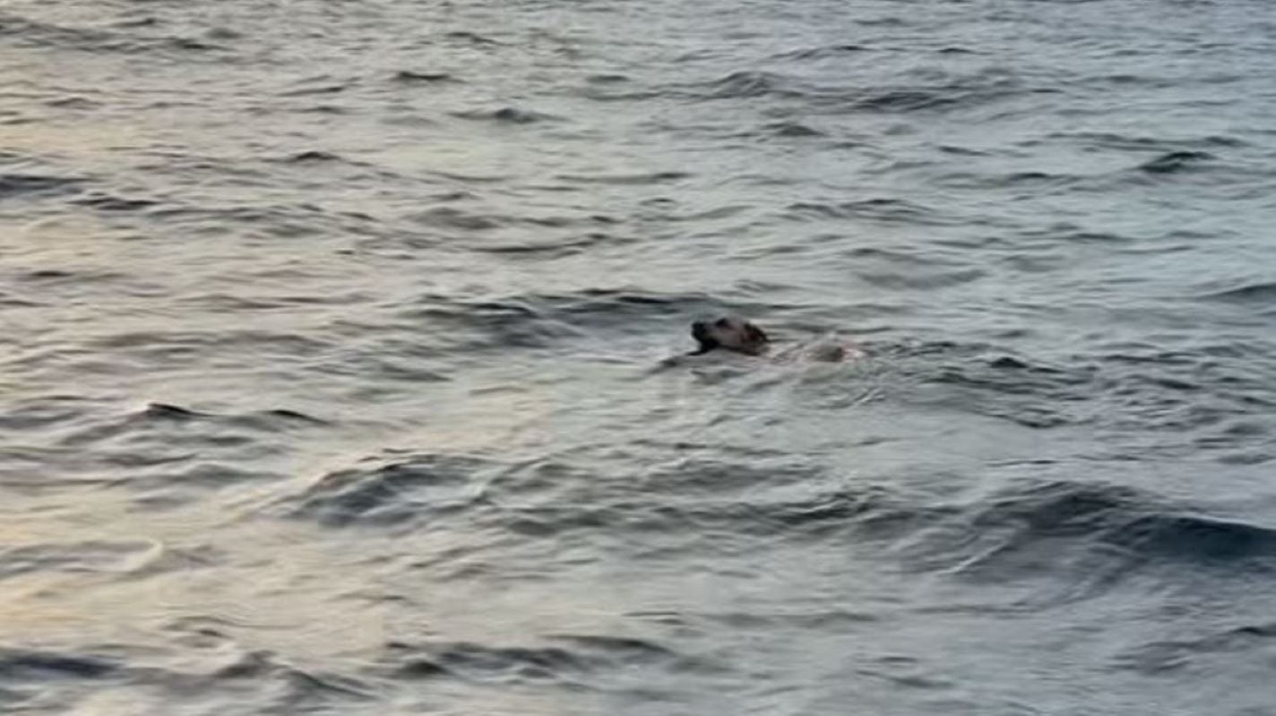 Μεξικό: Ψαράδες εντόπισαν εξαντλημένο σκύλο στη μέση του ωκεανού – Βίντεο από τη διάσωση