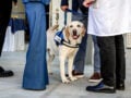 Νοσοκομείο Μεταξά: Ο Ντύλαν στο πλευρό καρκινοπαθών – Η στιγμή με 88χρονη που κάνει χημειοθεραπεία