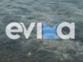 Σοκ στην Εύβοια: Χιλιάδες πόδια από κοτόπουλα και γαλοπούλες ξεβράστηκαν σε παραλία