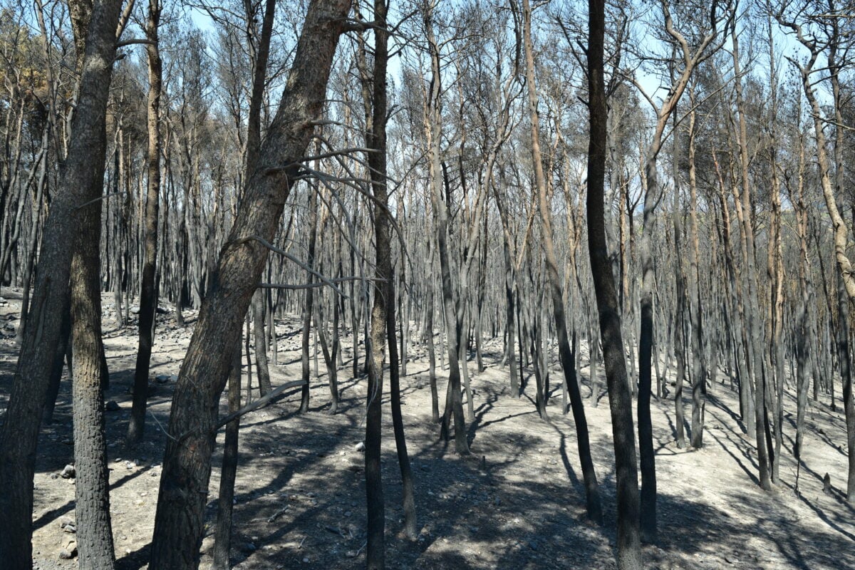Φωτιά στη δυτική Αττική: Η επόμενη ημέρα μετά την καταστροφή – αναδάσωση και αγώνας πριν τις βροχές 9 Φωτιά στη δυτική Αττική: Η επόμενη ημέρα μετά την καταστροφή – αναδάσωση και αγώνας πριν τις βροχές