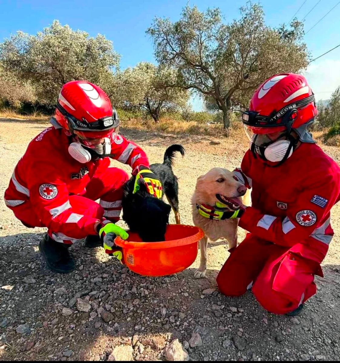 Φωτιές σε Αττική και Βοιωτία: Η μάχη του Ελληνικού Ερυθρού Σταυρού να σώσει ζώα που επλήγησαν στα μέτωπα