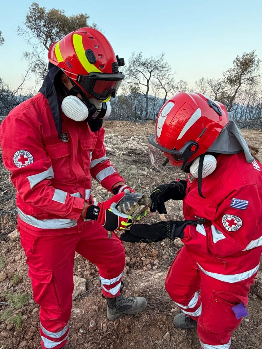 Φωτιές σε Αττική και Βοιωτία: Η μάχη του Ελληνικού Ερυθρού Σταυρού να σώσει ζώα που επλήγησαν στα μέτωπα