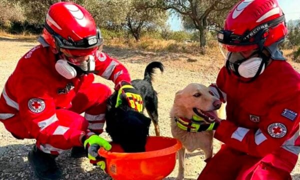 Φωτιές σε Αττική και Βοιωτία: Η μάχη του Ελληνικού Ερυθρού Σταυρού να σώσει ζώα που επλήγησαν στα μέτωπα