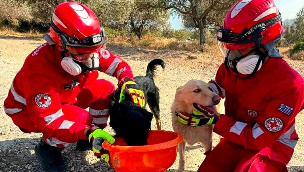 Φωτιές σε Αττική και Βοιωτία: Η μάχη του Ελληνικού Ερυθρού Σταυρού να σώσει ζώα που επλήγησαν στα μέτωπα