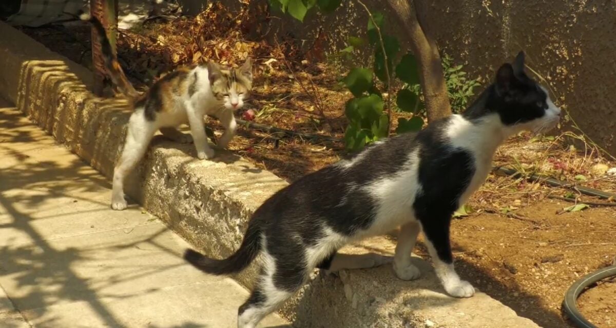 Μάχη για να σωθούν όσο περισσότερα αδέσποτα ζώα από τις πυρόπληκτες ζώνες Αττικοβοιωτίας