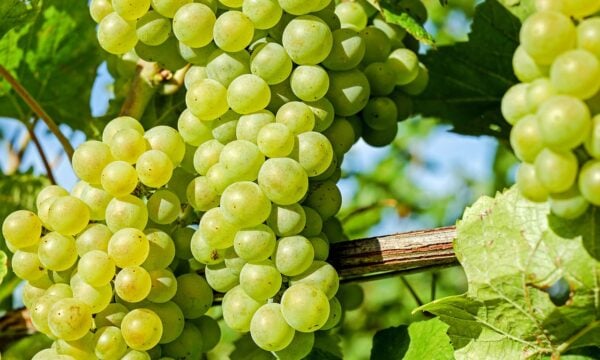 Αρχαίο κόλπο στο Αφγανιστάν διατηρεί τα σταφύλια φρέσκα για μισό χρόνο (Vid)