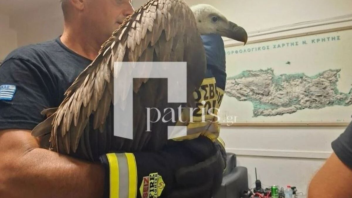 Ηράκλειο: Γύπας γαντζώθηκε στο φτερό αεροπλάνου έτοιμου για απογείωση – Τον κατέβασαν πυροσβέστες 2 Ηράκλειο: Γύπας γαντζώθηκε στο φτερό αεροπλάνου έτοιμου για απογείωση – Τον κατέβασαν πυροσβέστες