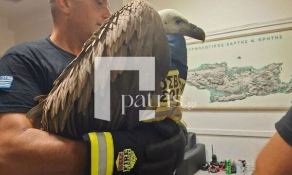 Ηράκλειο: Γύπας είχε γαντζωθεί από το φτερό αεροπλάνου που ήταν έτοιμο για απογείωση – Τον κατέβασαν πυροσβέστες